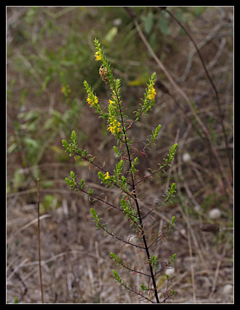 Odontites luteus / Perlina gialla