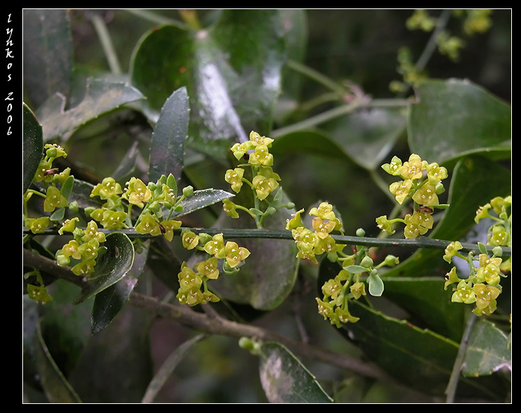 Osyris alba / Ginestrella comune