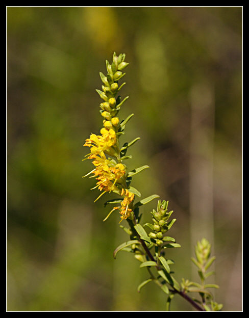 Odontites luteus / Perlina gialla