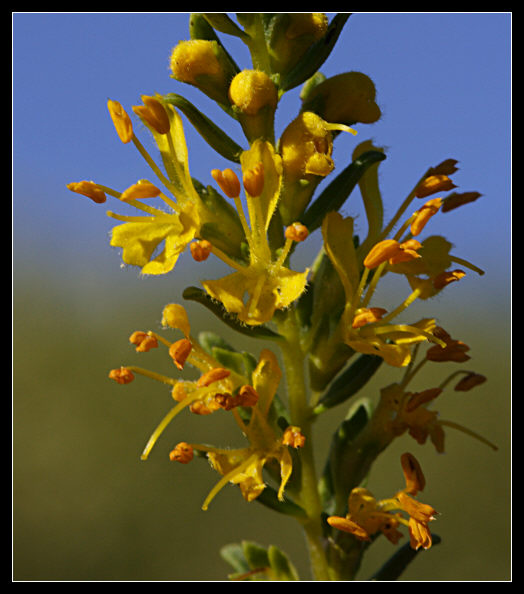 Odontites luteus / Perlina gialla