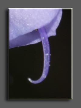 Fiore di Salvia (quiz)