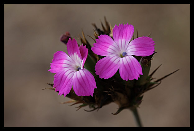 Il colore che sopravvive... Dianthus balbisii