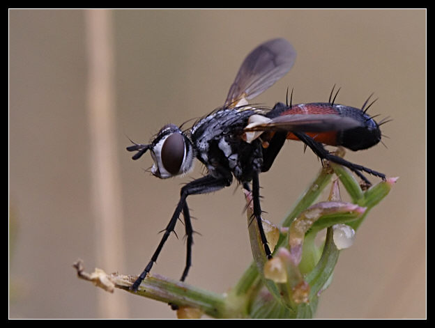 Cylindromyia auriceps