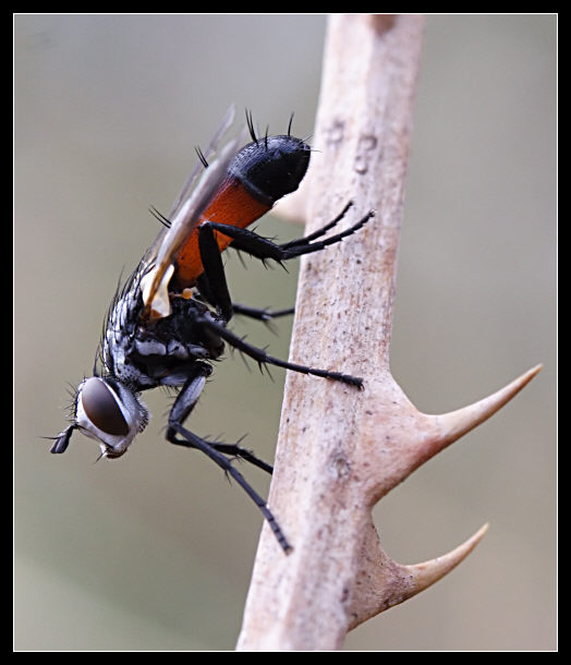 Cylindromyia auriceps