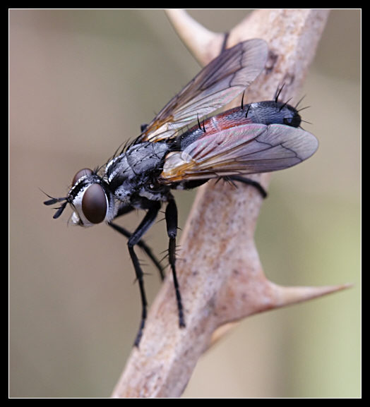 Cylindromyia auriceps