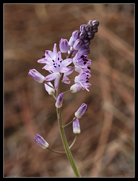 Prospero autumnale / Scilla autunnale