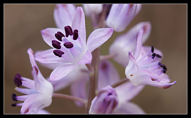 Prospero autumnale / Scilla autunnale