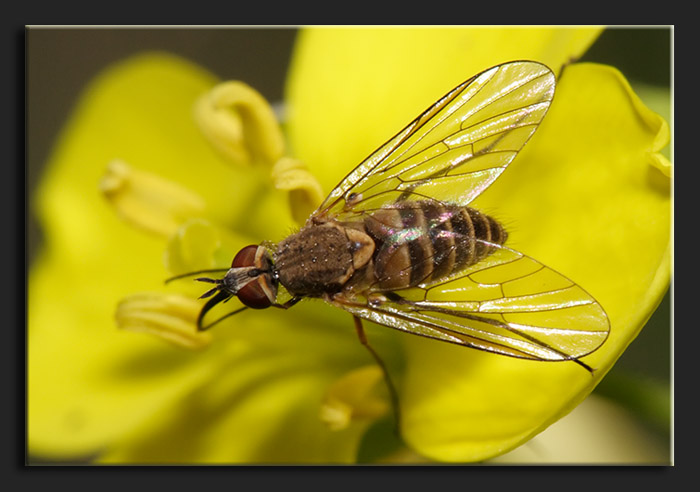 Bombyliidae