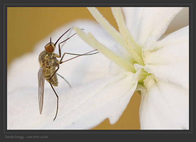 Phthiria sp.