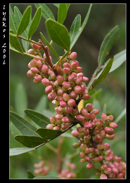 Pistacia lentiscus / Lentisco