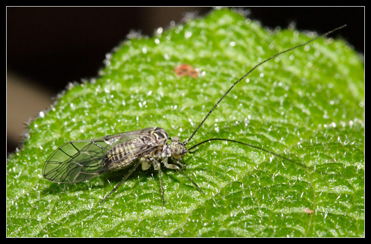 Psocoptera - in pineta
