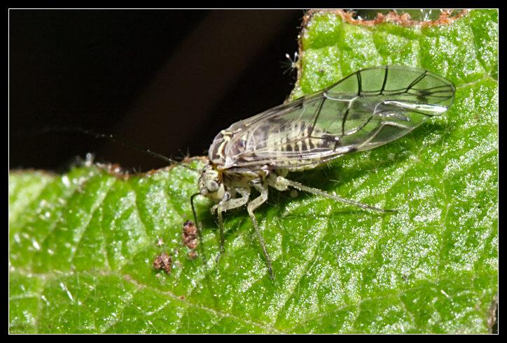 Psocoptera - in pineta