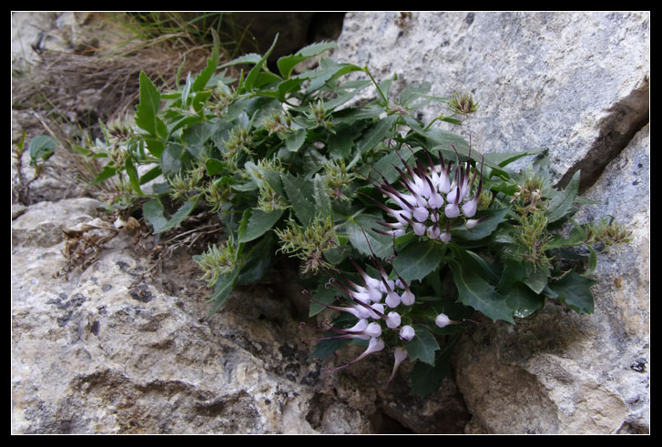 Physoplexis comosa / Raponzolo di roccia