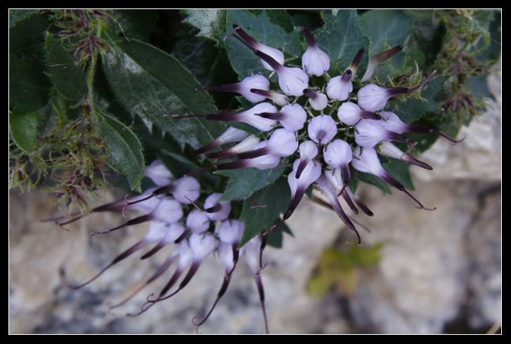 Physoplexis comosa / Raponzolo di roccia