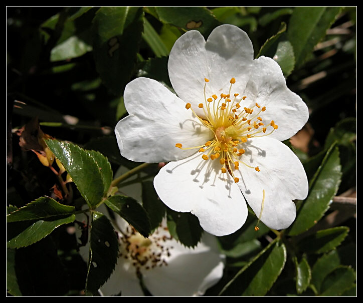 Rosa sempervirens & Rosa canina