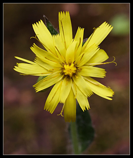 Apomissia di Hyeracium