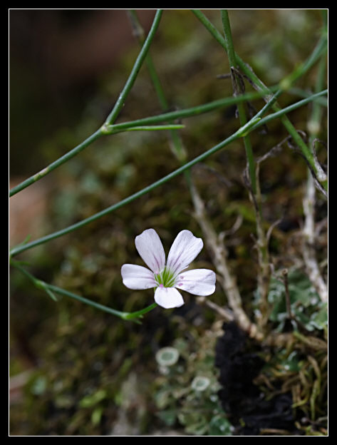 Petrorhagia saxifraga / Garofanina spaccasassi