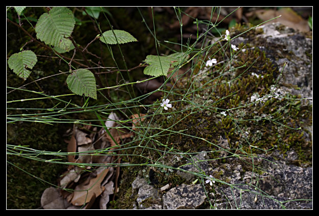 Petrorhagia saxifraga / Garofanina spaccasassi