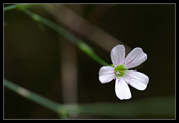 Petrorhagia saxifraga / Garofanina spaccasassi