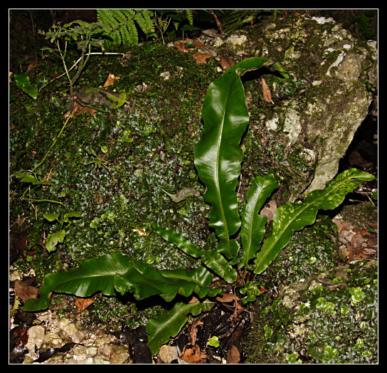 Phyllitis scolopendrium / Lingua cervina