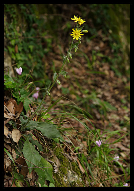 Apomissia di Hyeracium