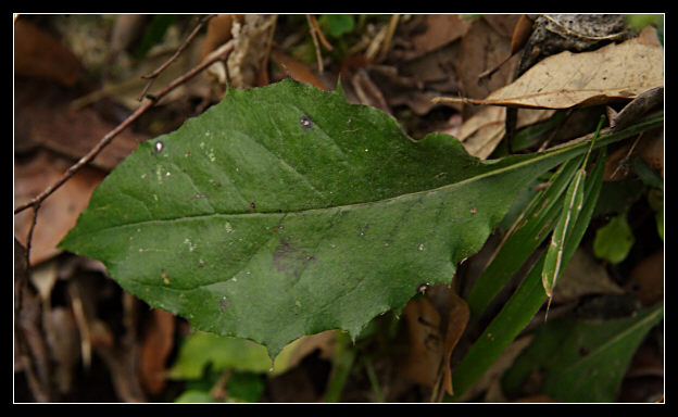 Apomissia di Hyeracium