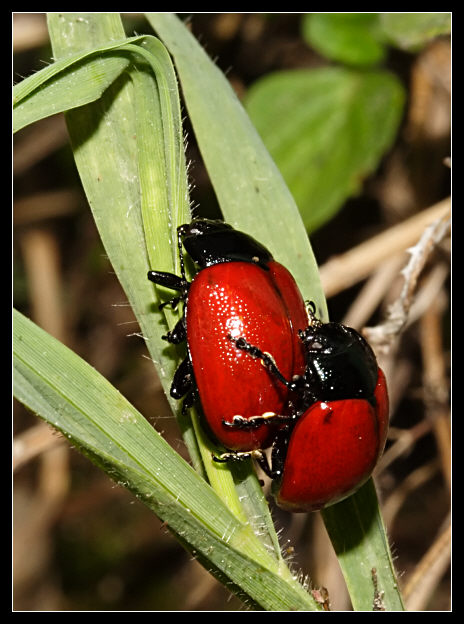 Fiammeggianti e focosi - Chrysolina lutea