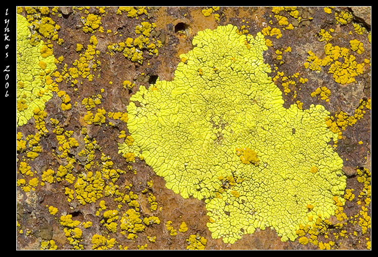 Lichene colore giallo limone: Acarospora hilaris
