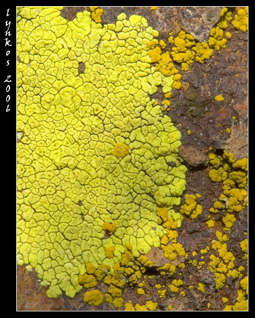 Lichene colore giallo limone: Acarospora hilaris