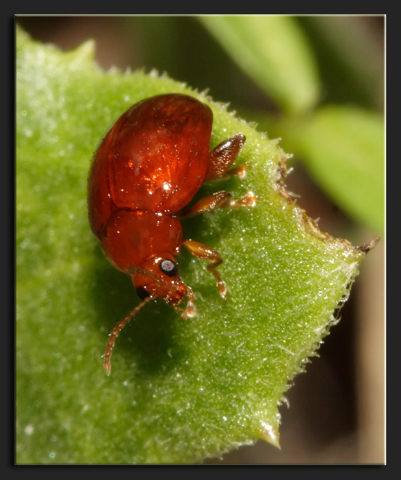 insetto caramella (Sphaeroderma rubidum)