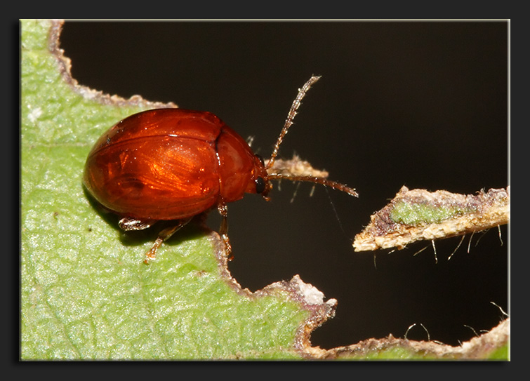 insetto caramella (Sphaeroderma rubidum)