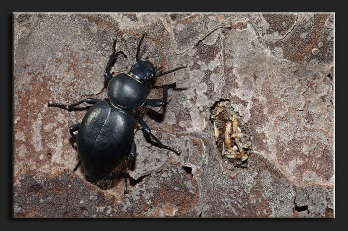 Tentyria grossa