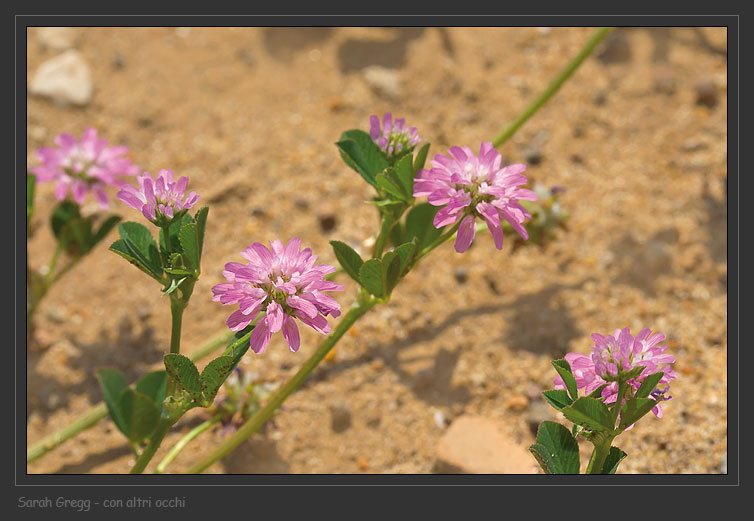 Trifolium tomentosum  e Trifolium resupinatum