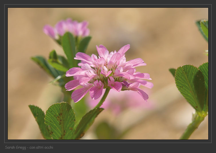 Trifolium tomentosum  e Trifolium resupinatum