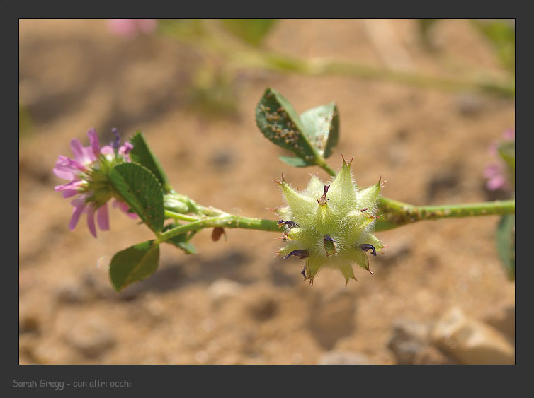 Trifolium tomentosum  e Trifolium resupinatum