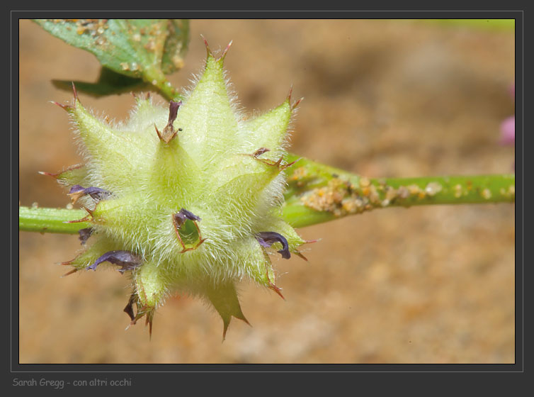 Trifolium tomentosum  e Trifolium resupinatum