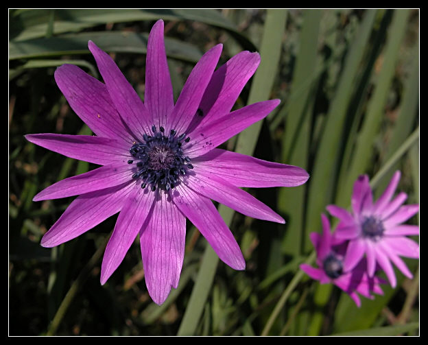 Papaveri & anemoni