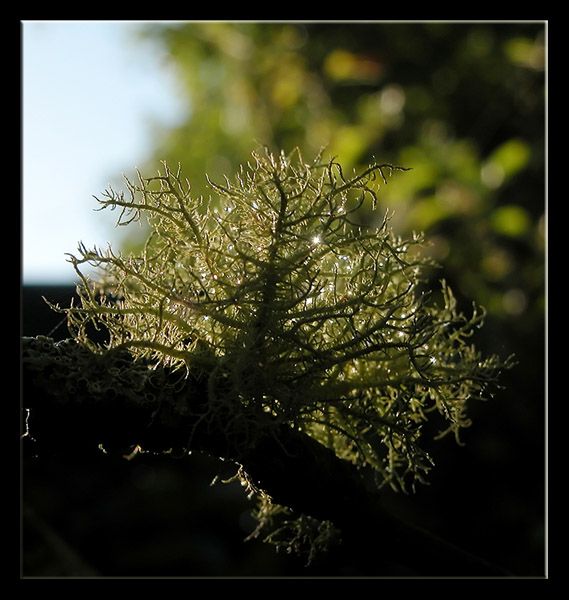 Usnea sp . - Lichene su un melo