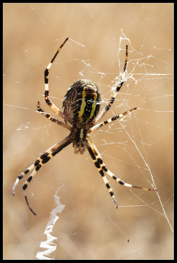 Argiope bruennichi