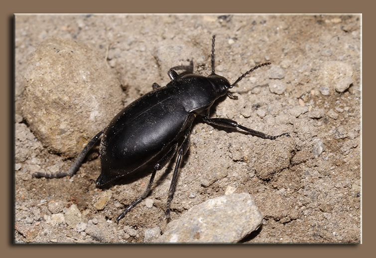 Tenebrionidae Blaps sp.