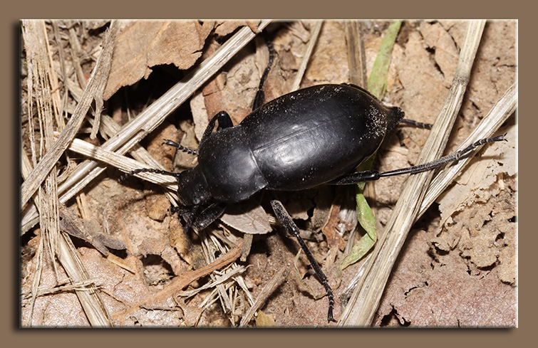 Tenebrionidae Blaps sp.