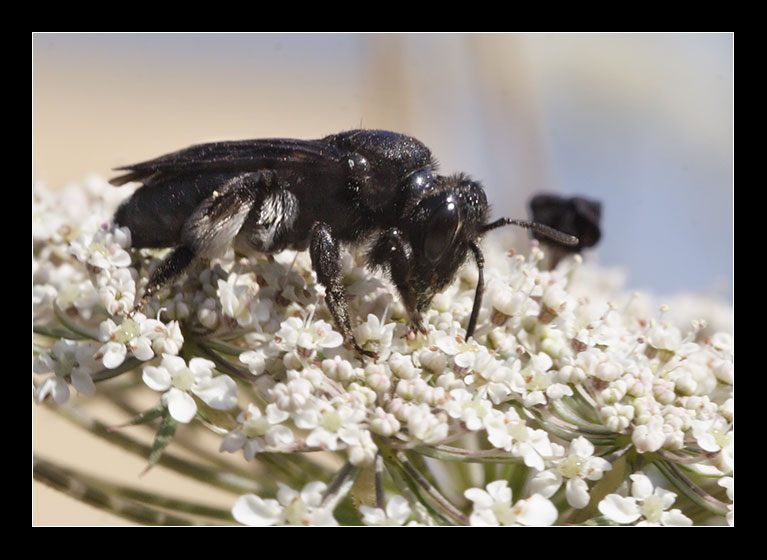 Xylocopa iris, non la violacea? No. Andrena sp.