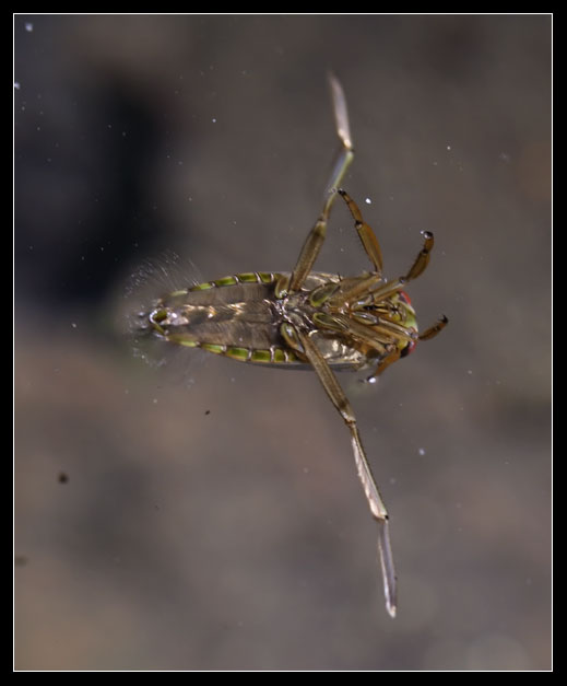 Eterotteri acquatici nel Rio Fiume (Tolfa)