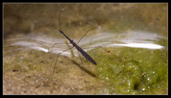 Eterotteri acquatici nel Rio Fiume (Tolfa)