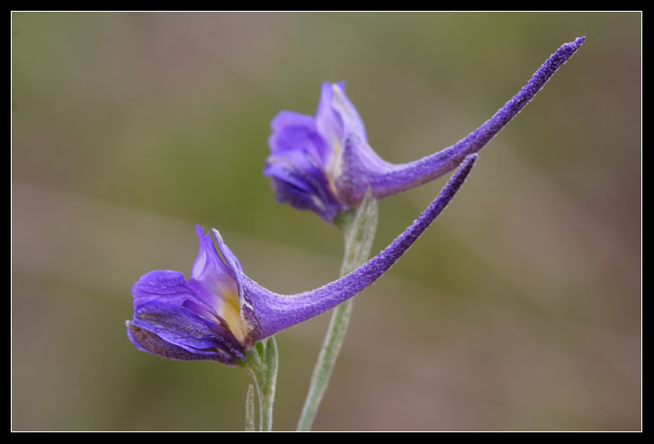 Delphinium peregrinum L. / Speronella peregrina