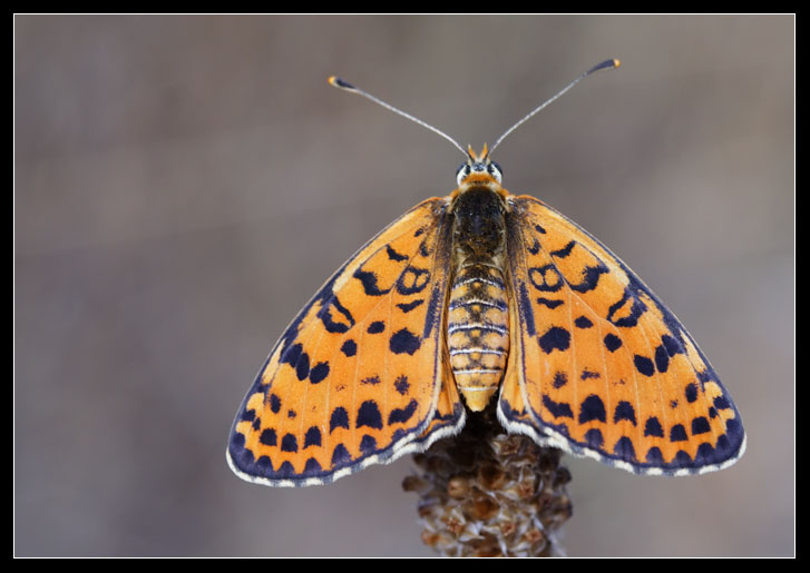 Melitaea didyma