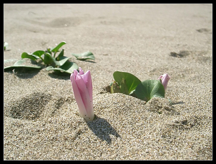 Calystegia soldanella / Soldanella di mare