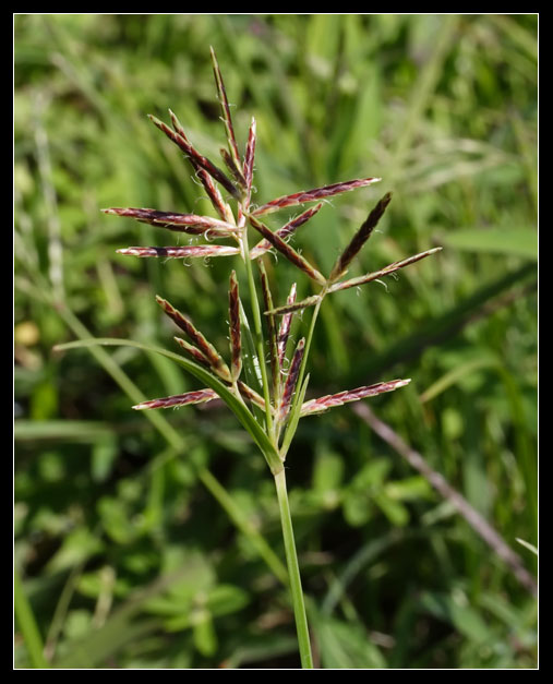 Cyperus rotundus / Zigolo infestante