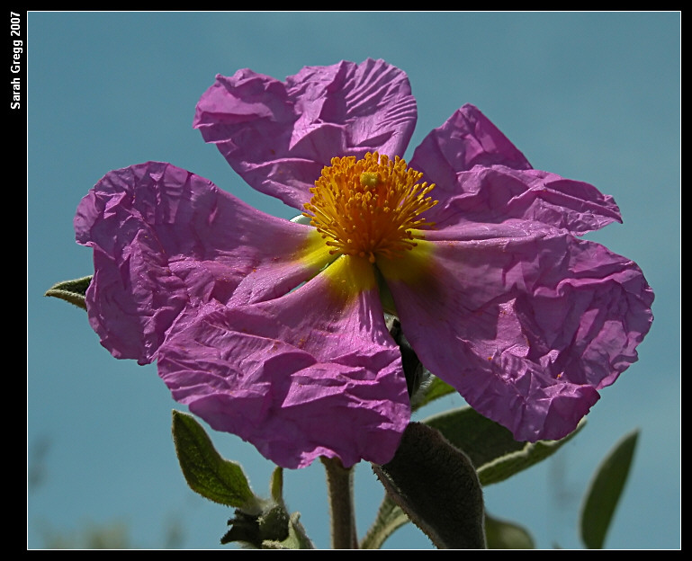 Cistus creticus subsp. erocephalus (=Cistus incanus) / Cisto rosso