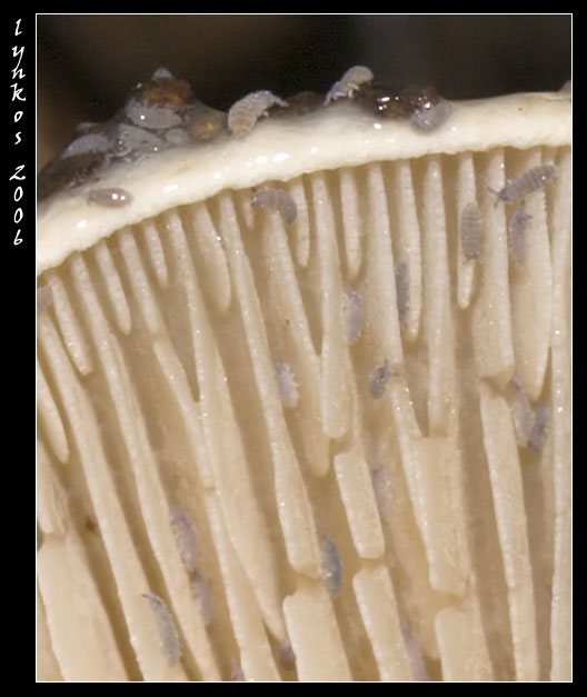 Qualche giorno fa...